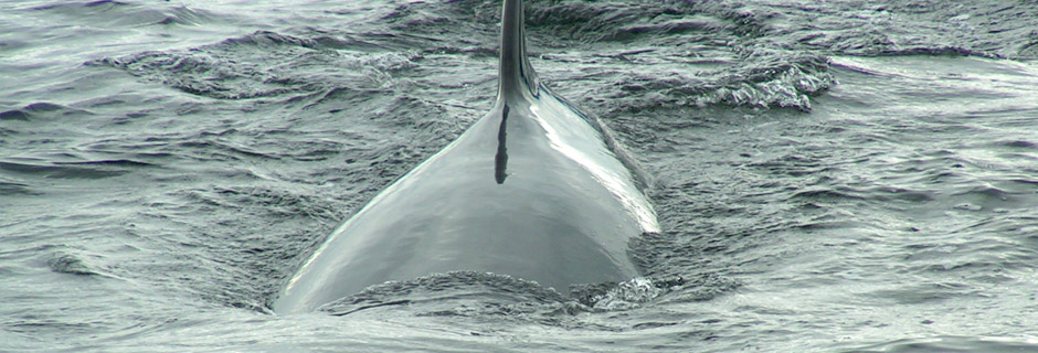 Forfait observation des Baleines